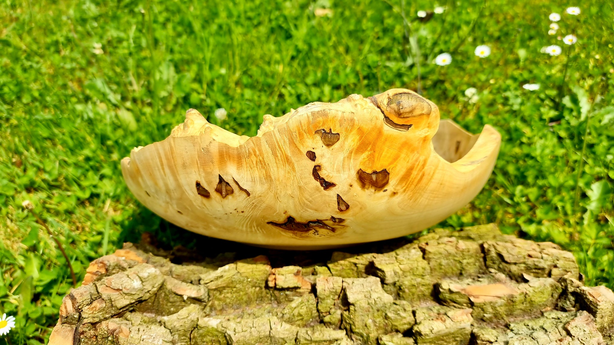 Handmade bowl with natural edge from linden burl