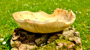 Handmade bowl with natural edge from linden burl